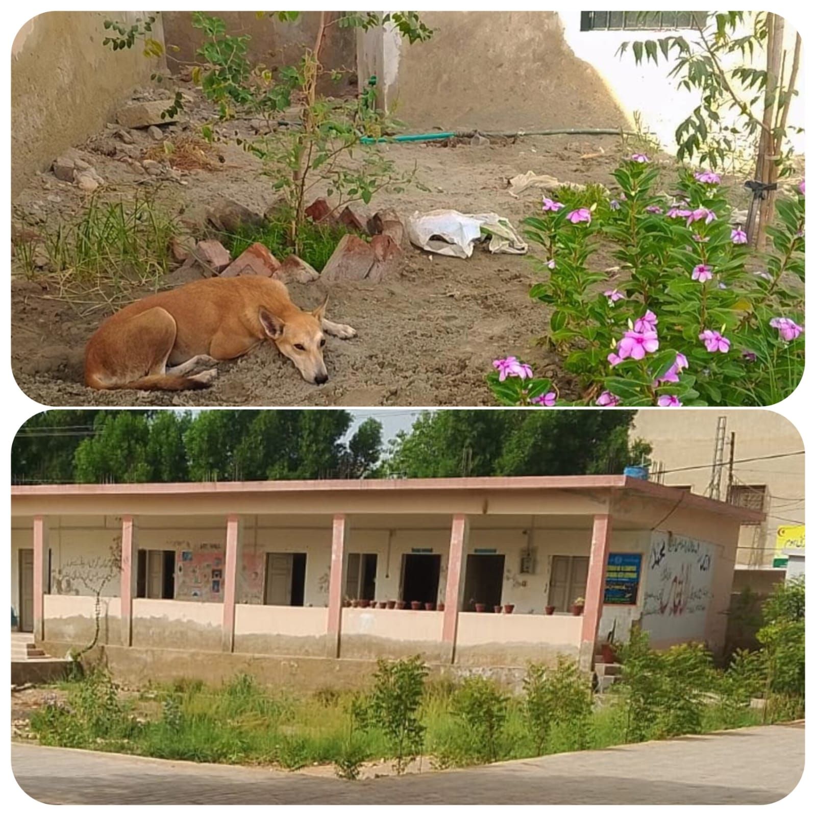 After Plantation showing some progress.jpeg